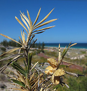 Trigg Beach Prickle Lily Acanthocarpus preissii